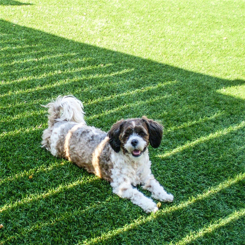 Herbe artificielle de 30 mm de hauteur pour le tennis de table dans le jardin